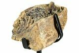 Hadrosaur (Edmontosaurus) Jaw Section with Teeth - Wyoming #377658-3